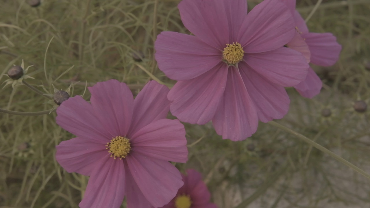 菊花风中摇曳视频素材