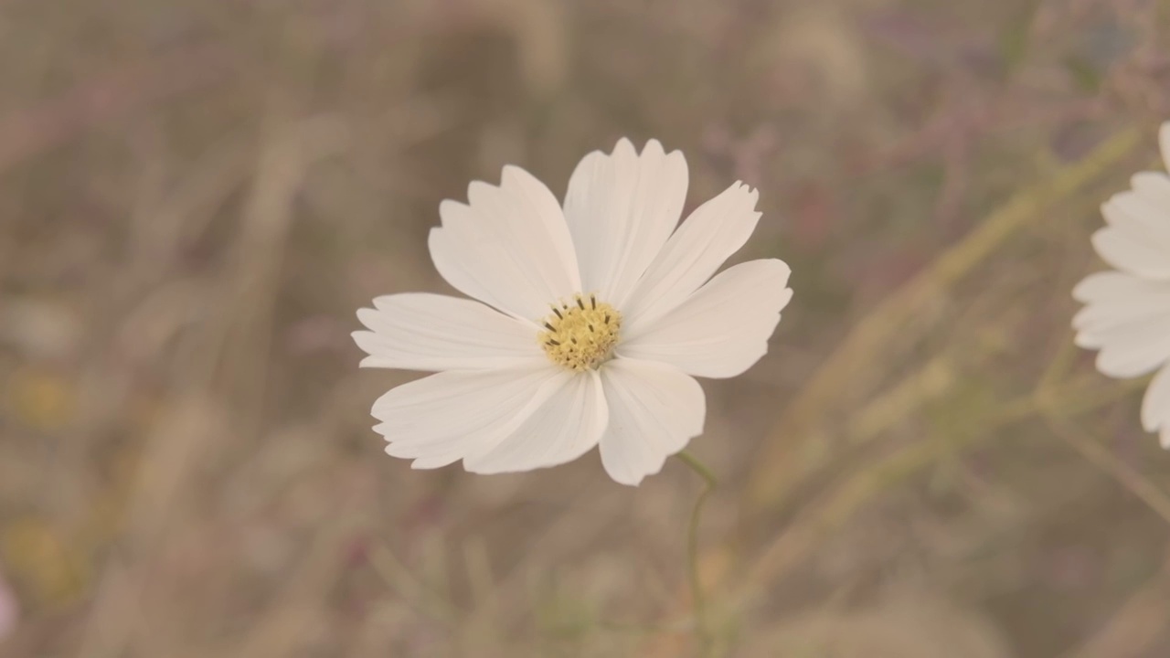 菊花风中摇曳视频素材