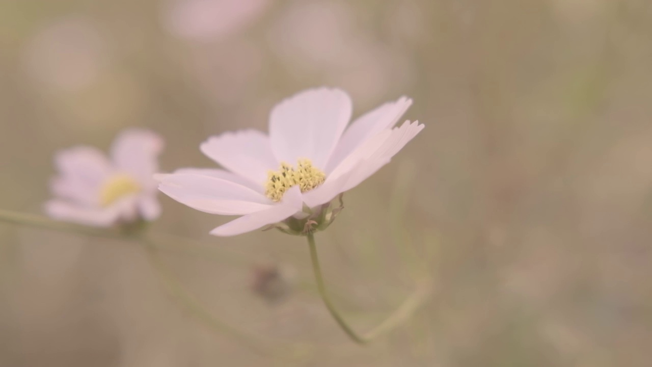 菊花风中摇曳视频素材