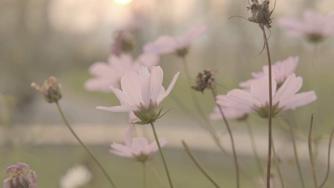 菊花风中摇曳视频素材