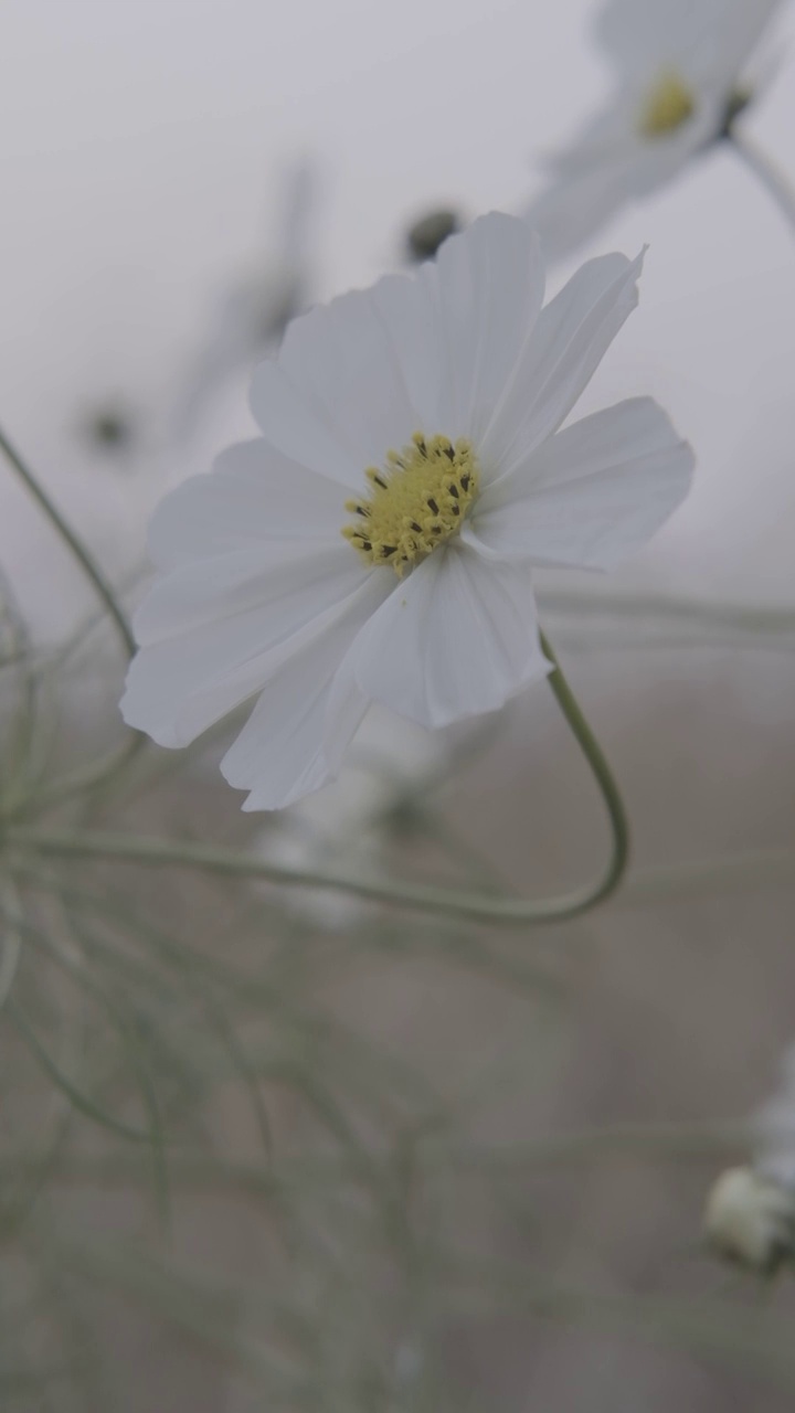 菊花风中摇曳视频素材