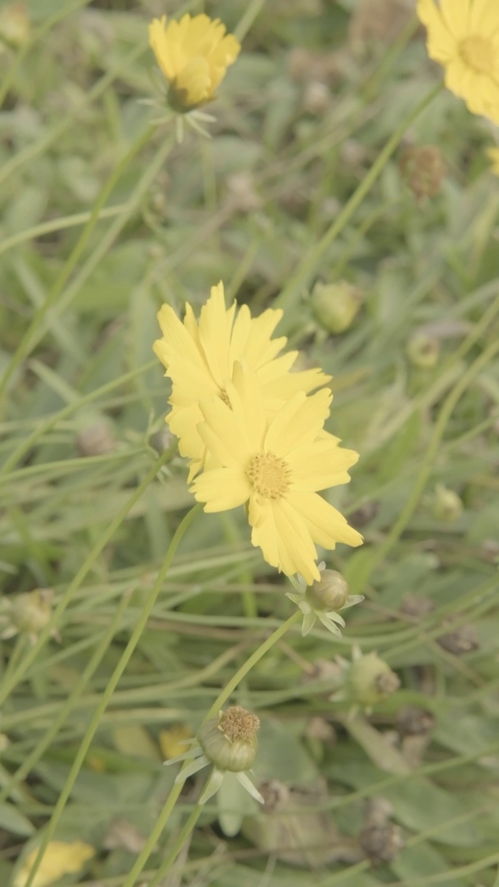 菊花风中摇曳视频素材