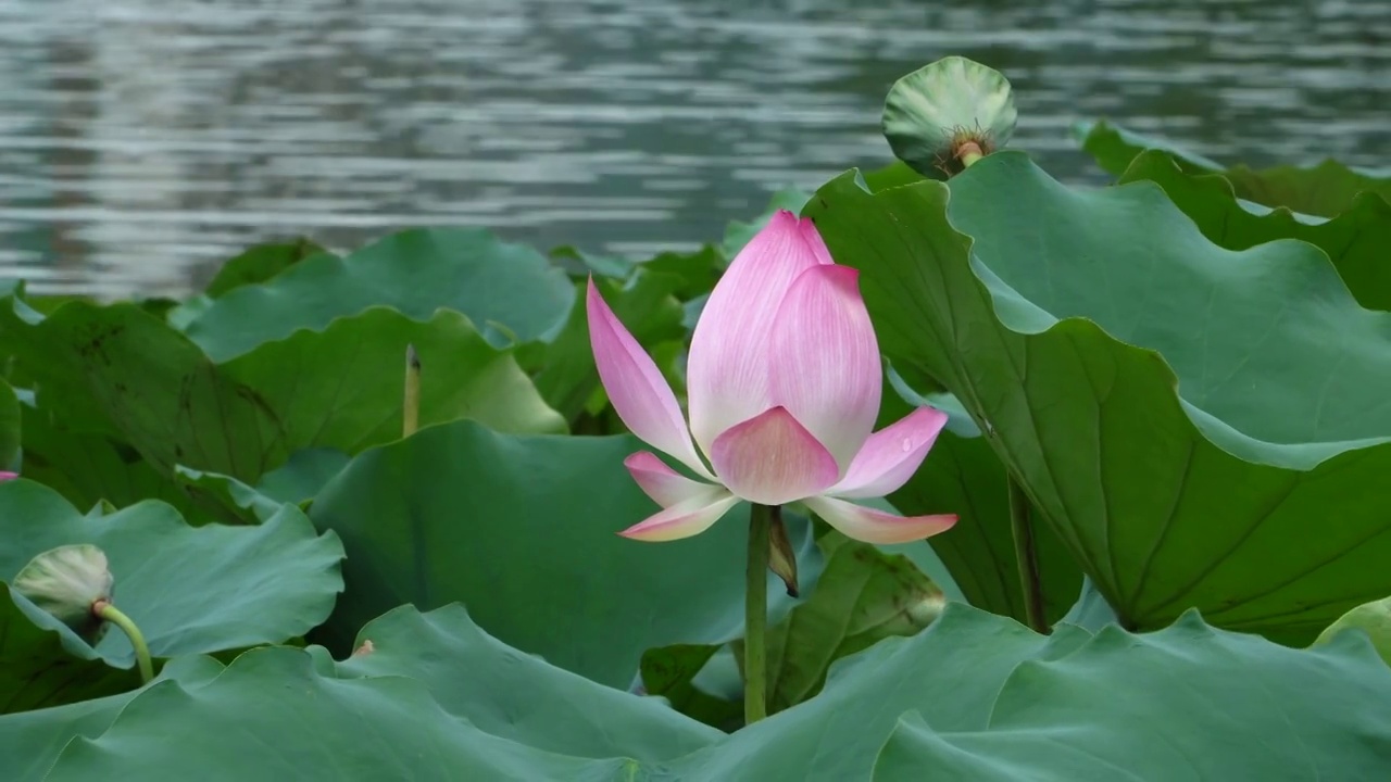 夏天湖水中绽放的荷花视频素材