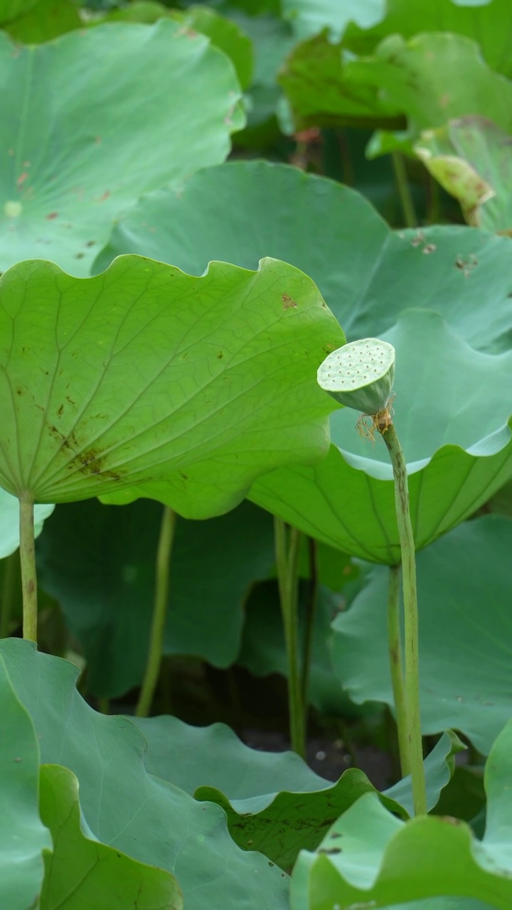 夏天湖水中荷叶和莲蓬视频素材