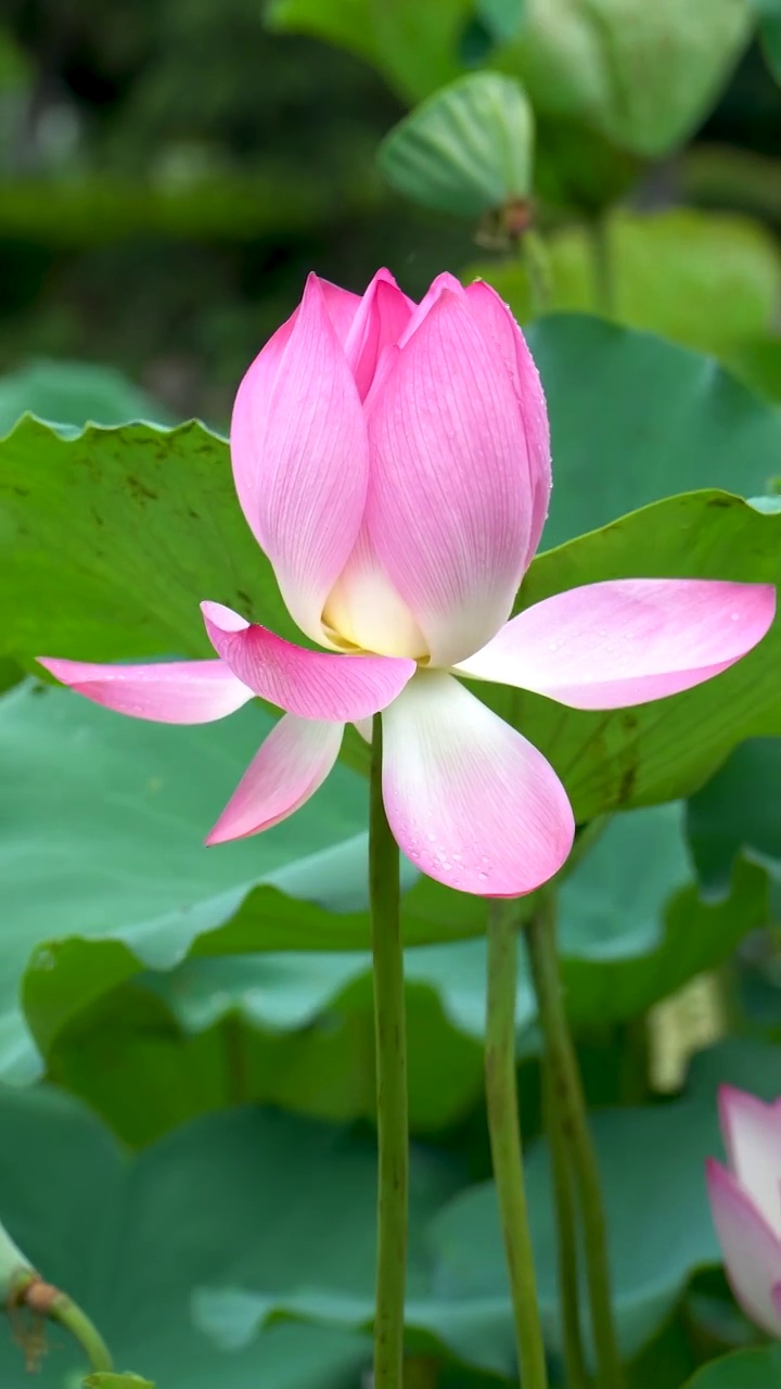 夏天湖水中绽放的荷花视频素材