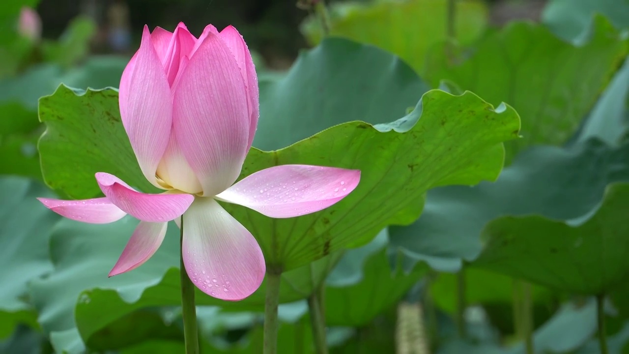 夏天湖水中绽放的荷花视频素材