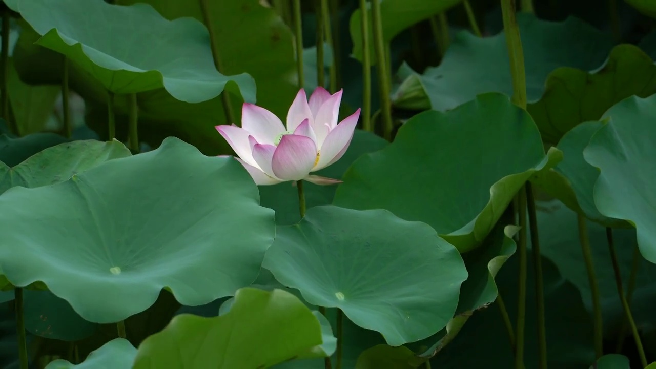 夏天湖水中绽放的荷花视频素材