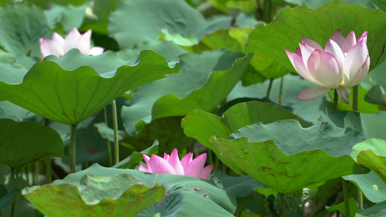 夏天湖水中绽放的荷花视频素材