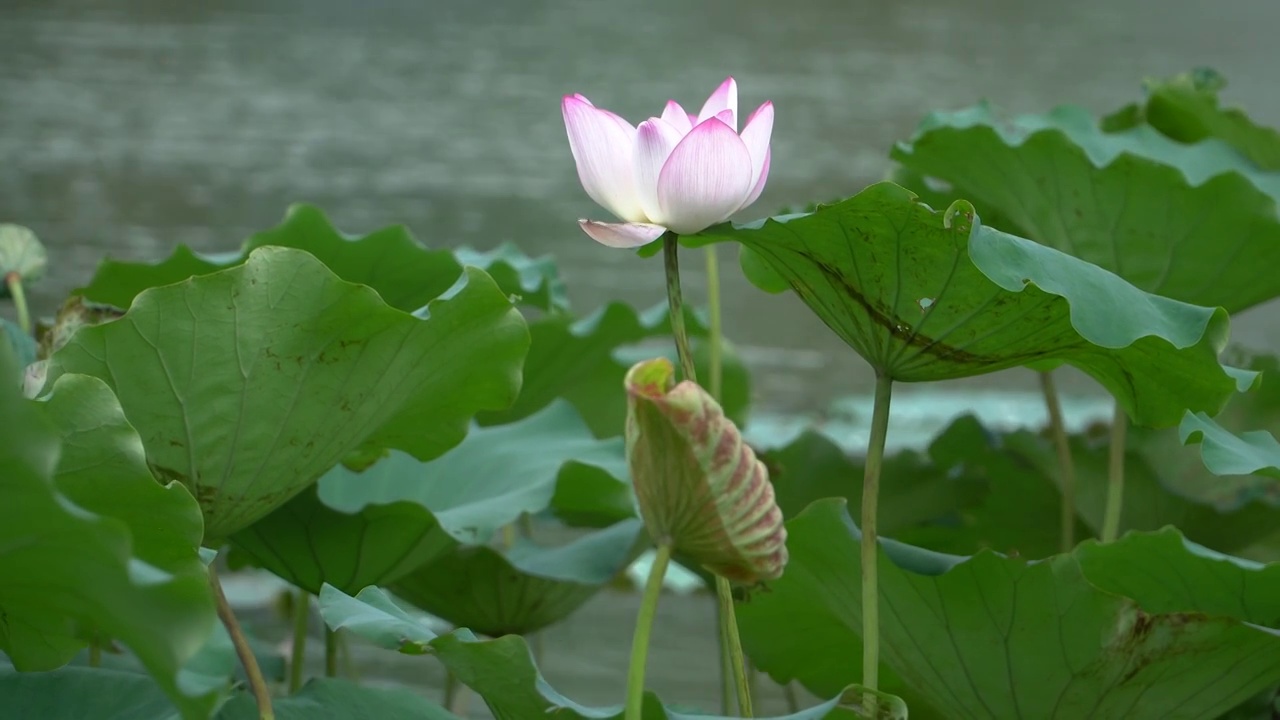 夏天湖水中绽放的荷花视频素材