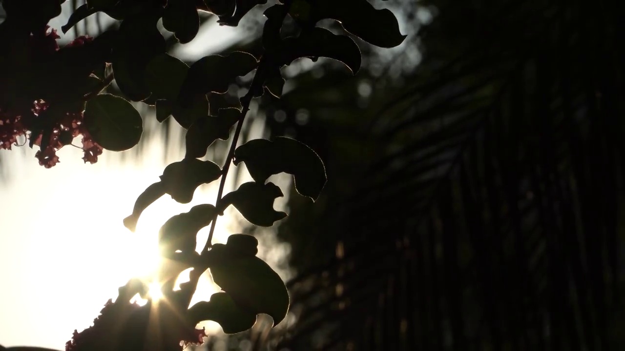 夕阳下的紫薇花树视频素材