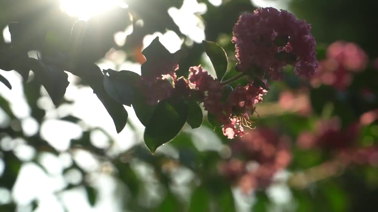 夕阳下的紫薇花树视频素材