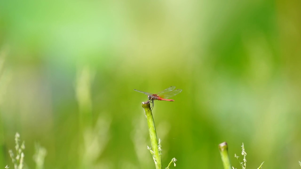 蜻蜓视频素材