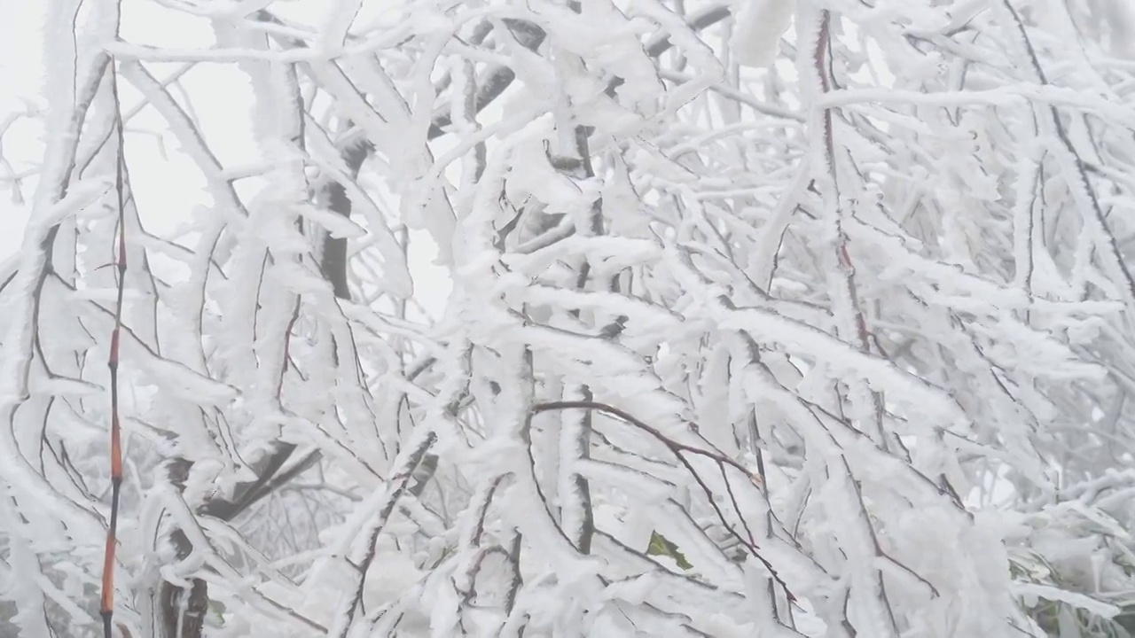 树枝雾凇雪花视频素材