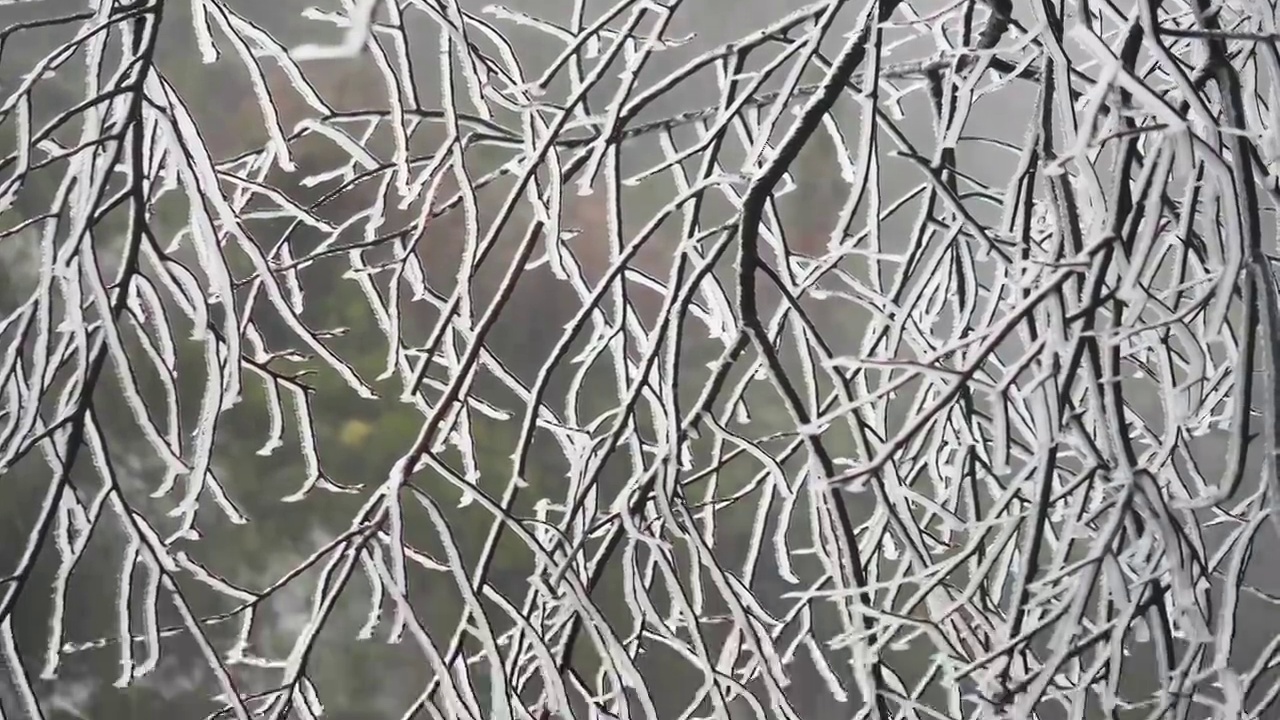 树枝雾凇 凝结 雪花视频素材