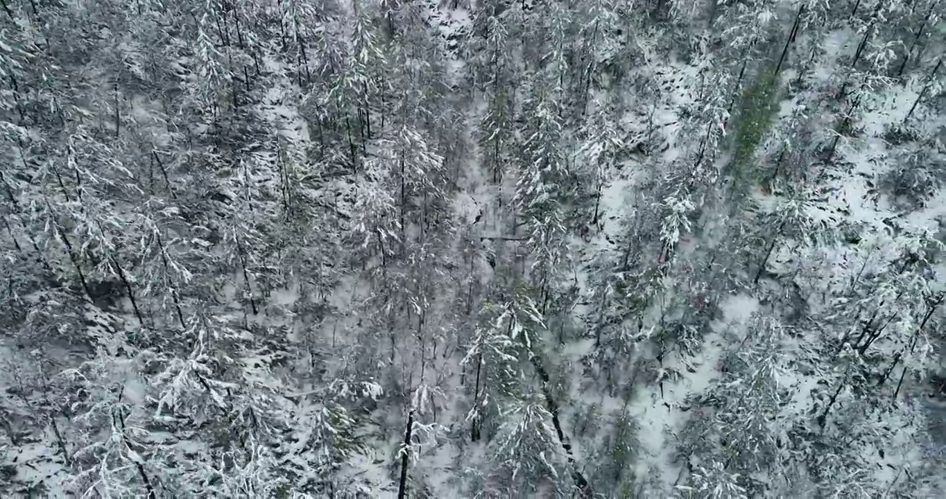 航拍大兴安岭原始森林春雪雾凇视频素材