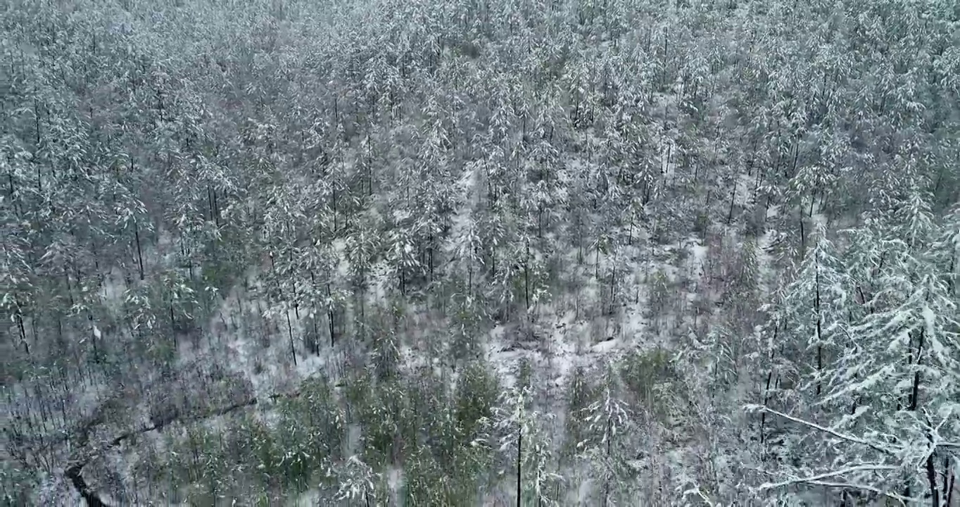 航拍大兴安岭原始森林春雪雾凇视频素材