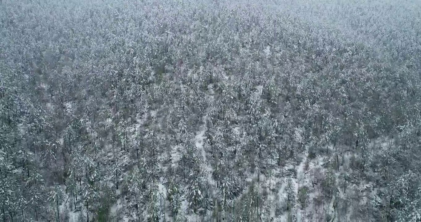 航拍大兴安岭原始森林春雪雾凇视频素材