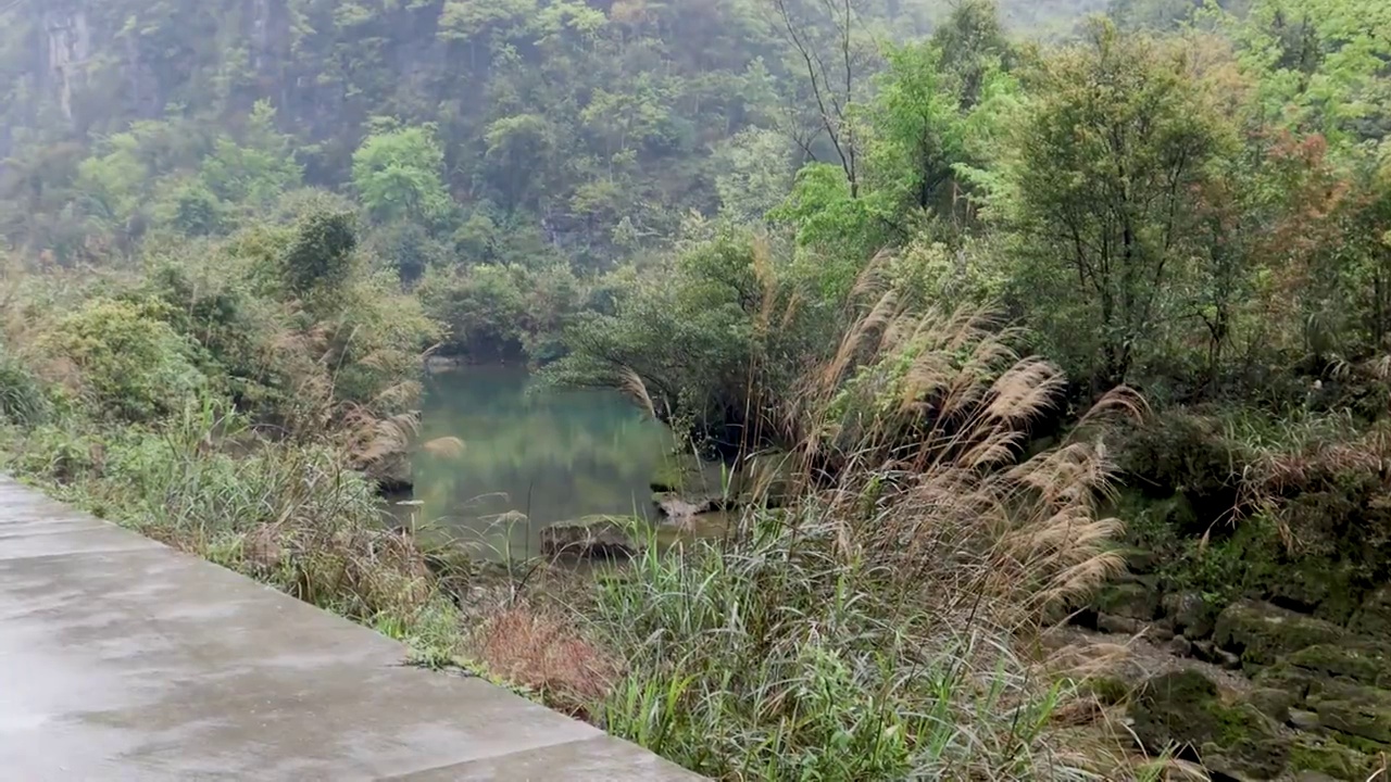 春天的荔波乡村，自行车穿越乡间遇到了黄牛视频素材