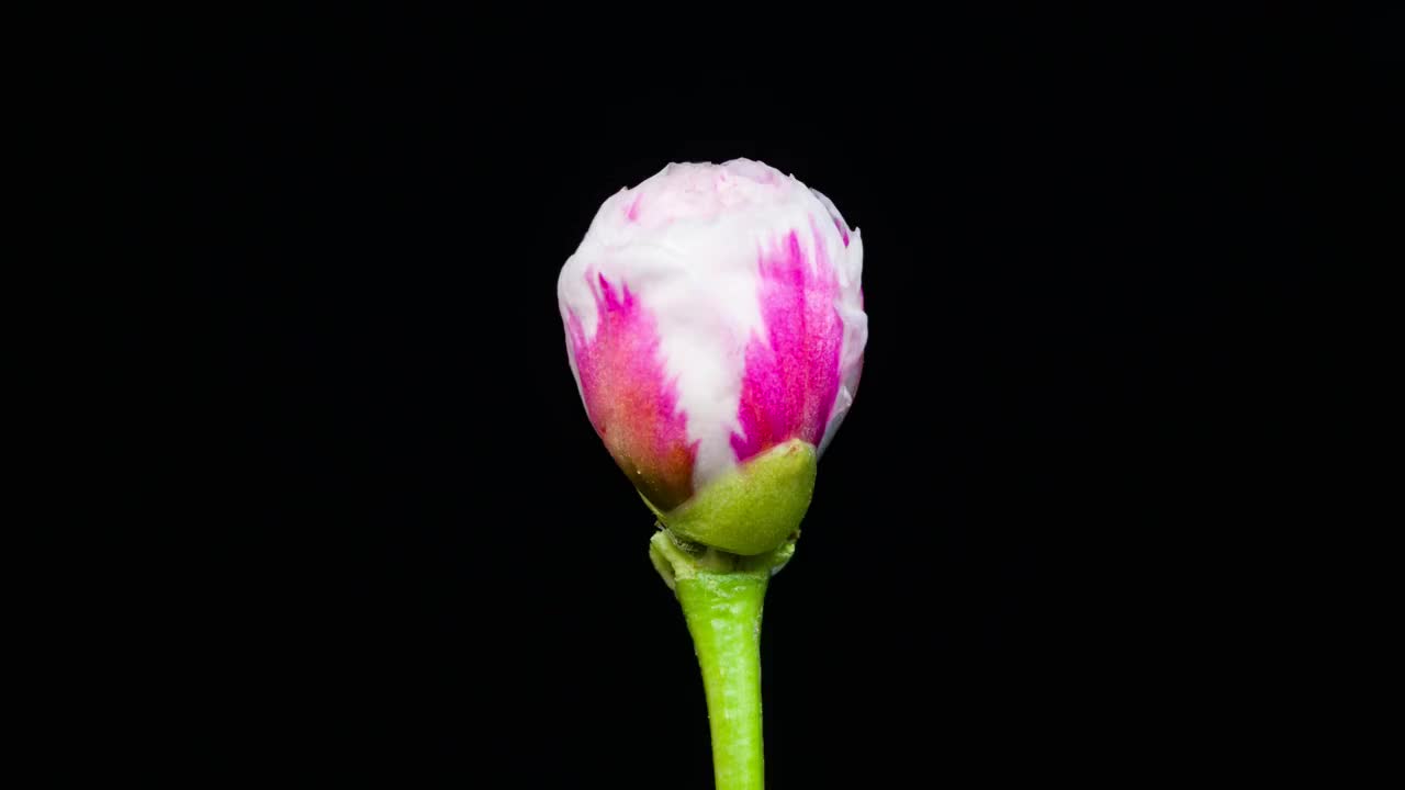 太阳花开花延时视频素材