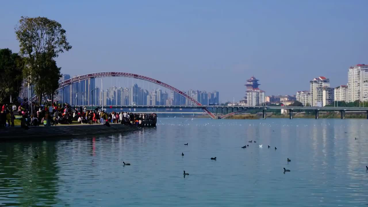 四川省绵阳市三江湖海鸥，户外，白昼，视频素材