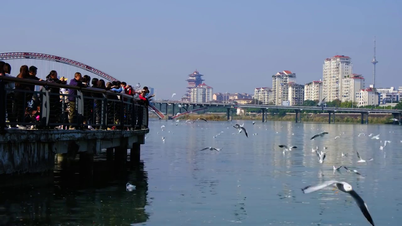 四川省绵阳市三江湖海鸥，户外，白昼，视频素材