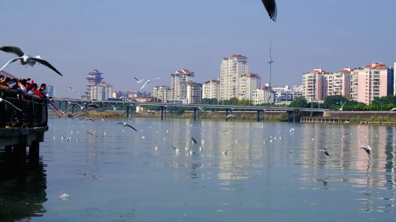 四川省绵阳市三江湖海鸥，户外，白昼，视频素材