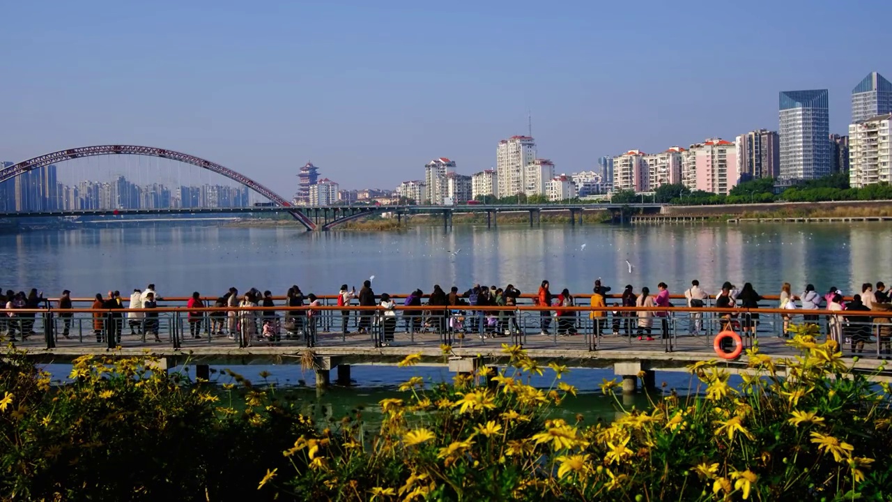 四川省绵阳市三江湖海鸥，户外，白昼，视频素材