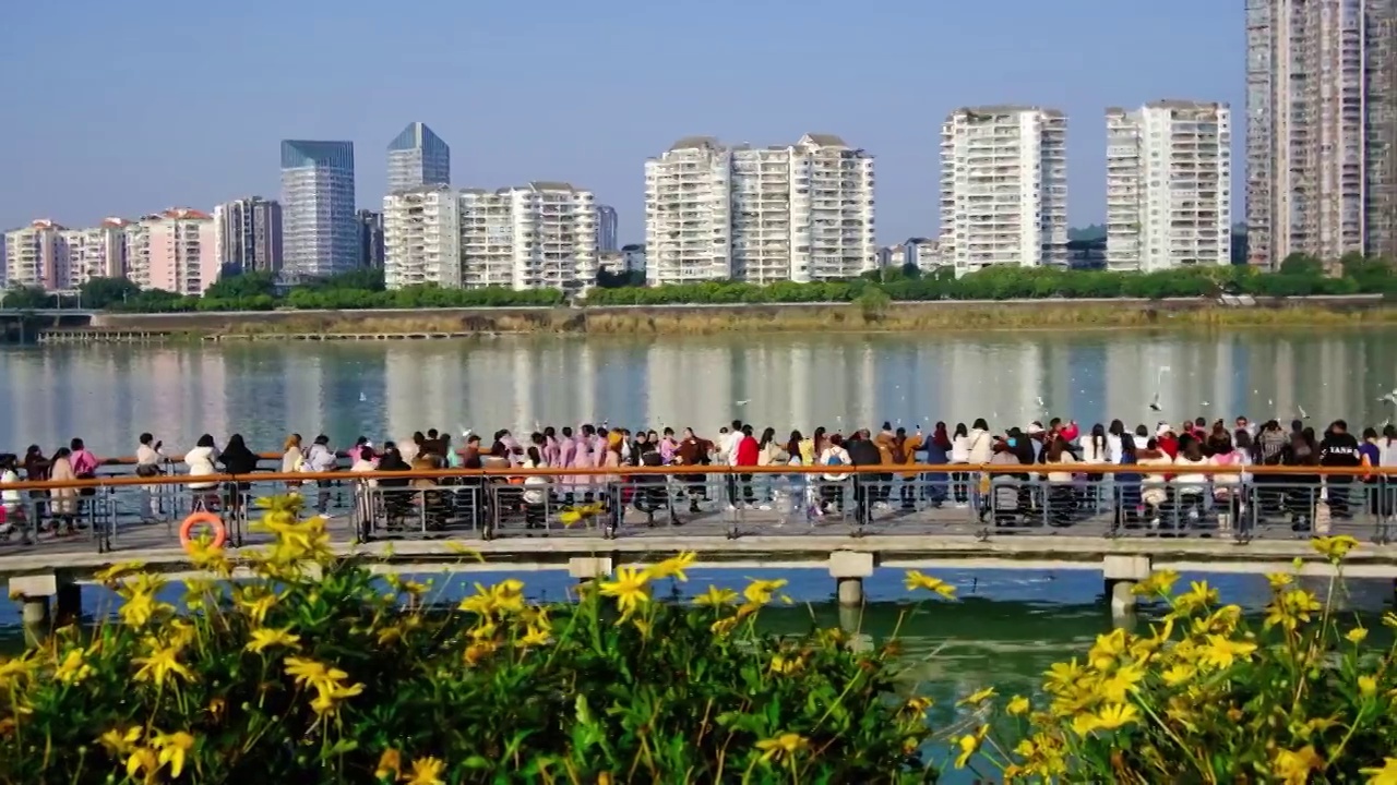 四川省绵阳市三江湖海鸥，户外，白昼，视频素材