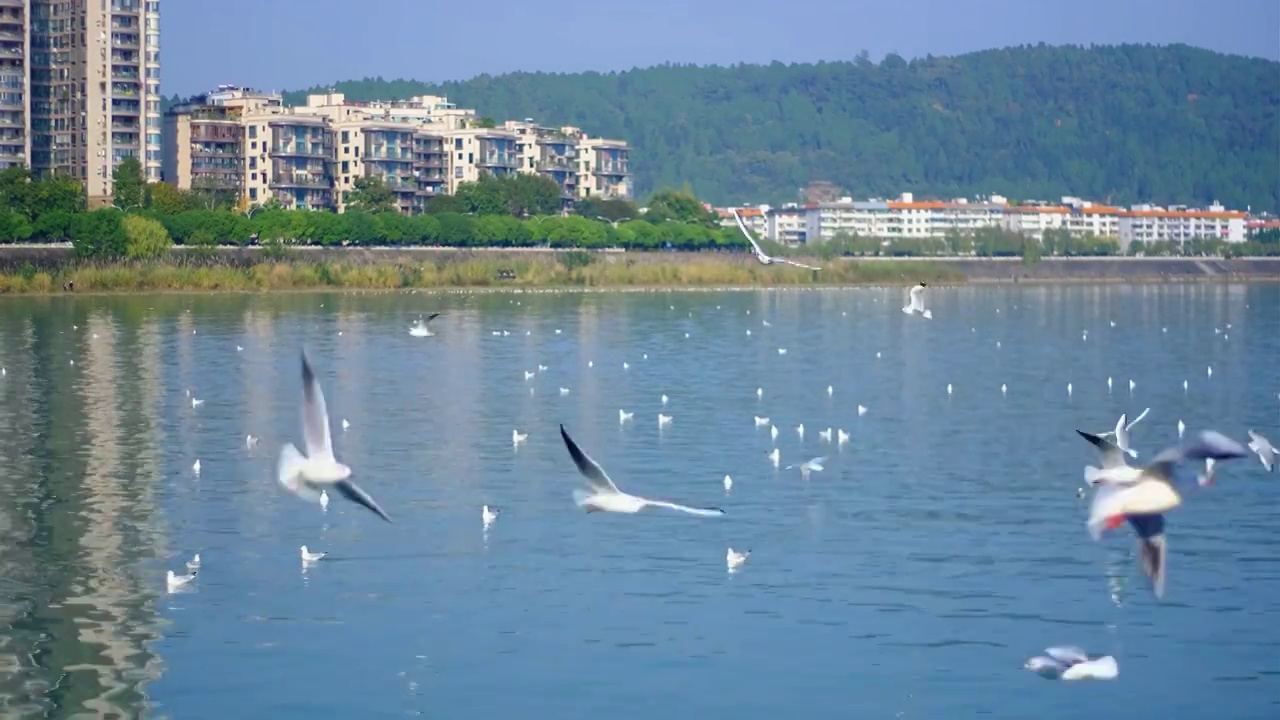 四川省绵阳市三江湖海鸥，户外，白昼，视频素材