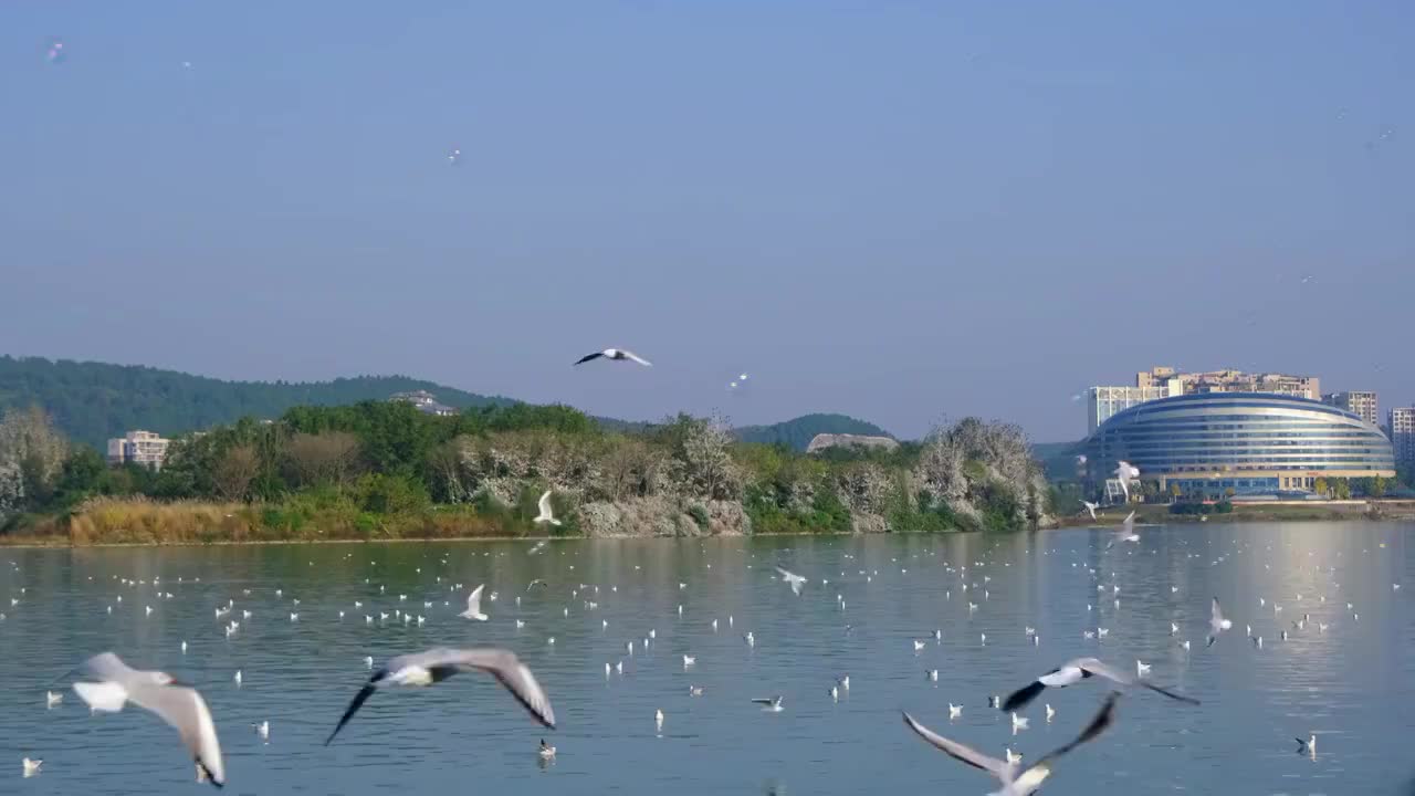 四川省绵阳市三江湖海鸥，户外，白昼，视频素材