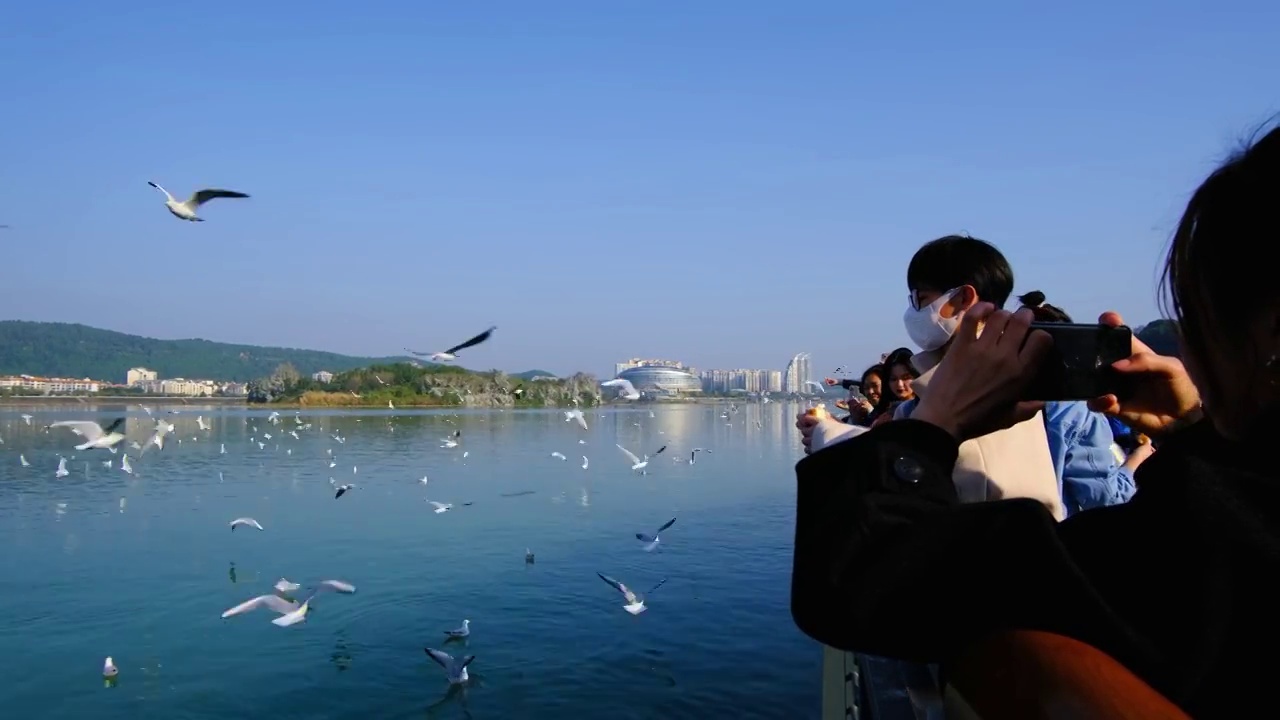 四川省绵阳市三江湖海鸥，户外，白昼，视频素材