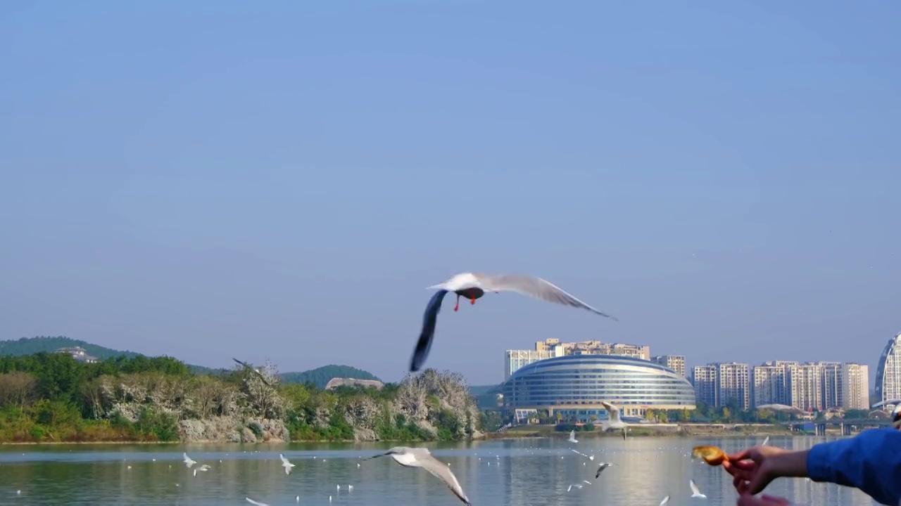 四川省绵阳市三江湖海鸥，户外，白昼，视频素材