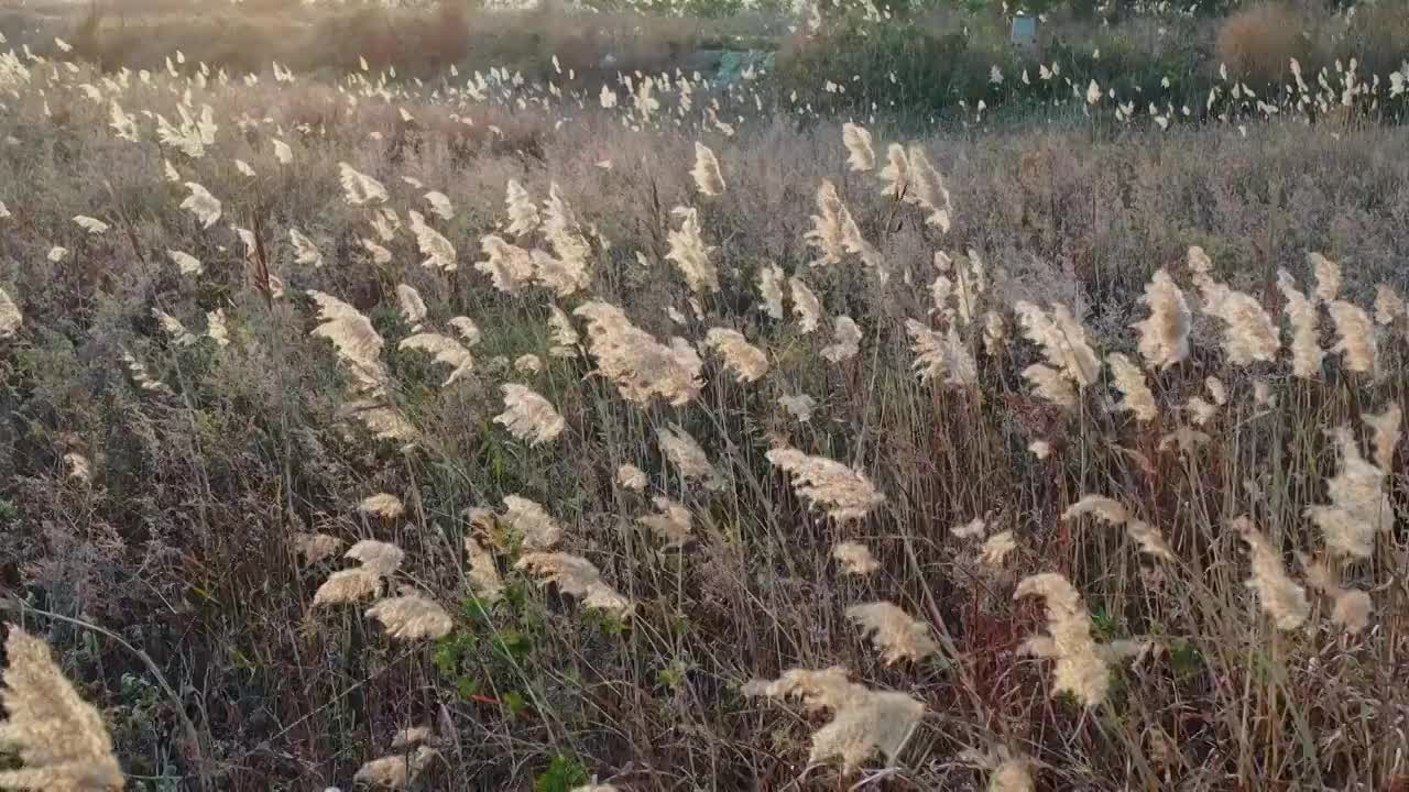 秋季自然风光枯黄的芦苇4K视频视频素材