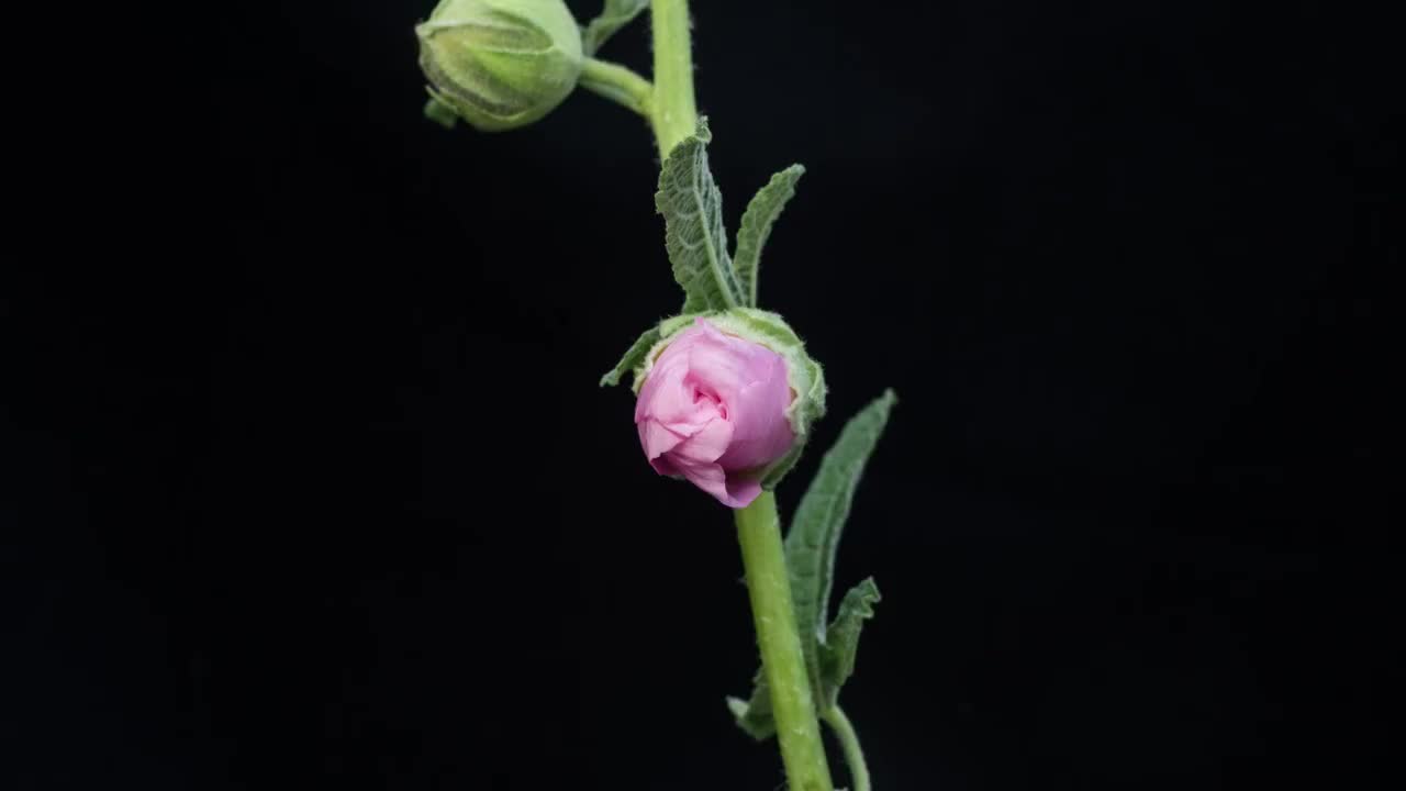 木槿开花延时视频素材