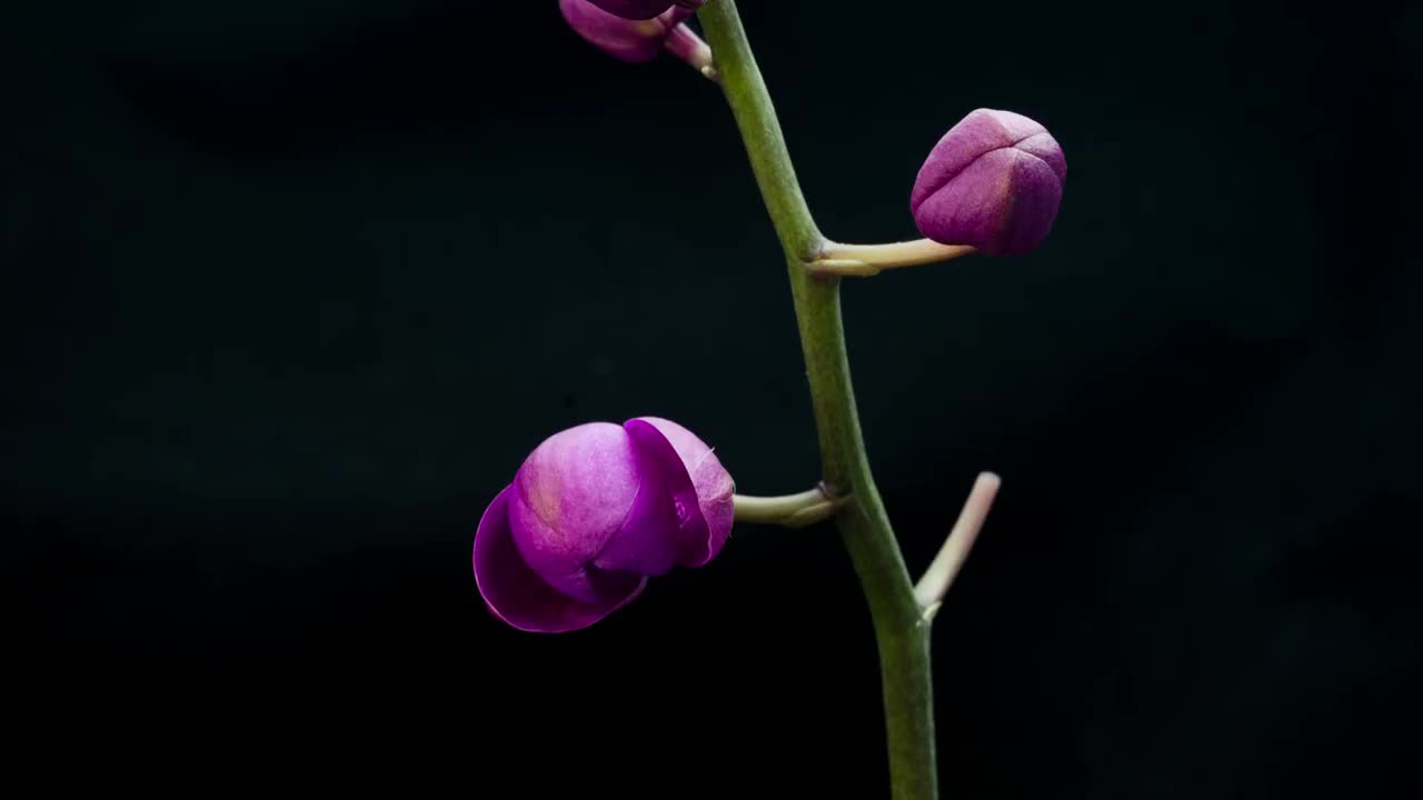 蝴蝶兰开花延时视频素材