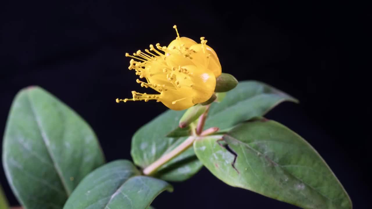 金丝梅开花延时视频素材