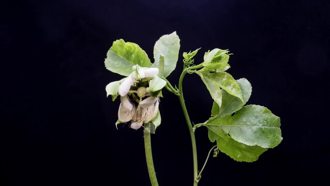 西潘莲开花延时视频素材