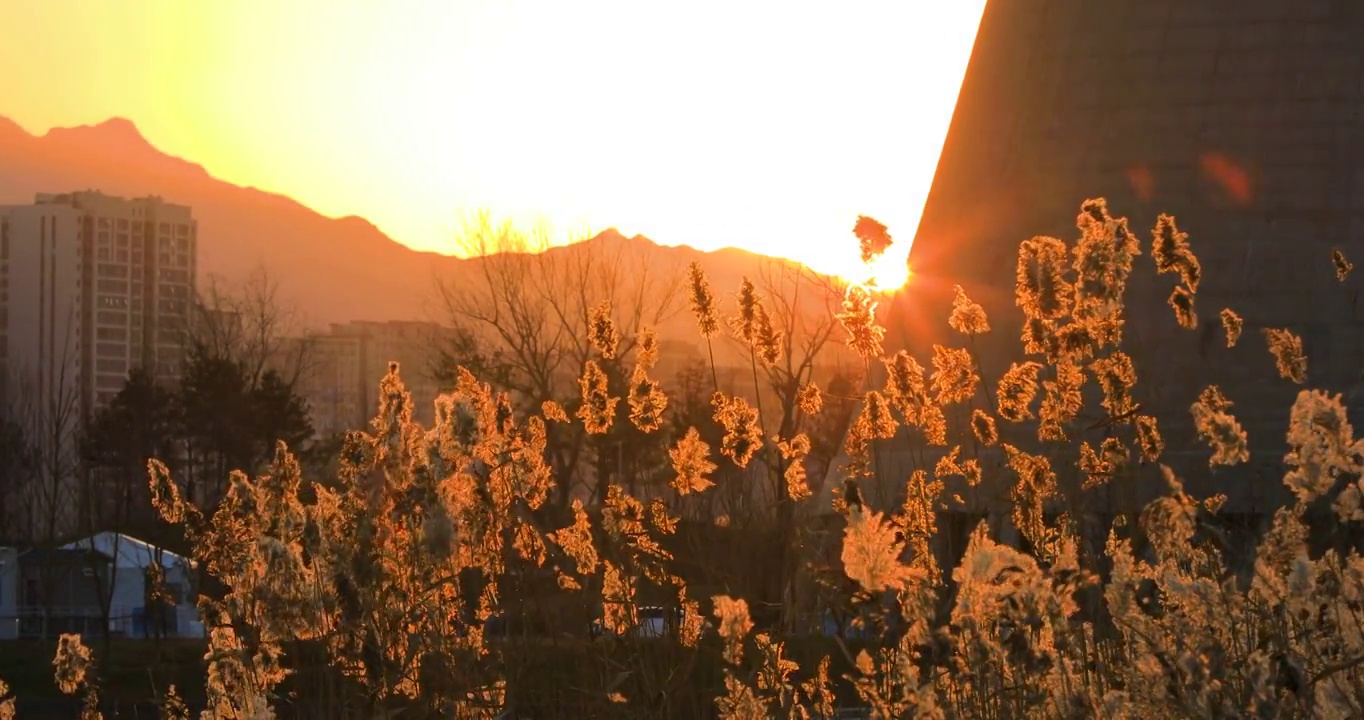 4K拍摄夕阳下的芦苇视频素材