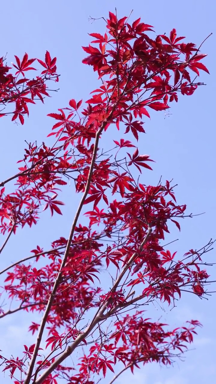 秋天红色枫树枫叶特写视频素材