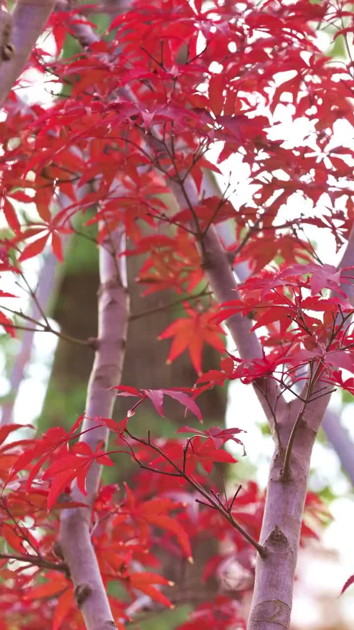 秋天红色枫树枫叶特写视频素材