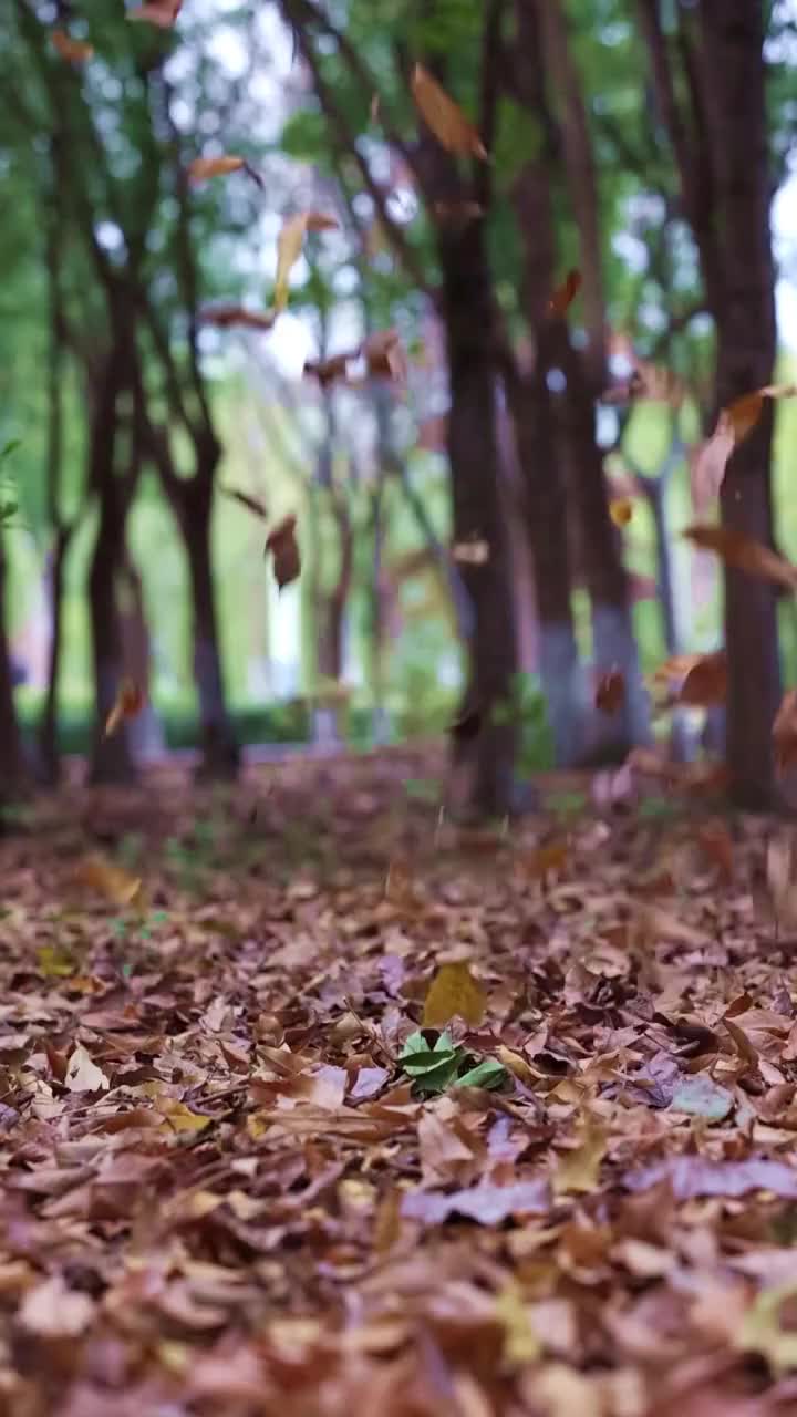 秋天树林中被风吹落的树叶升格视频素材