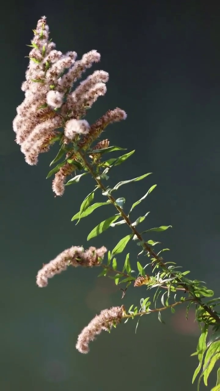 秋天金黄色花草在风中摇曳特写视频素材