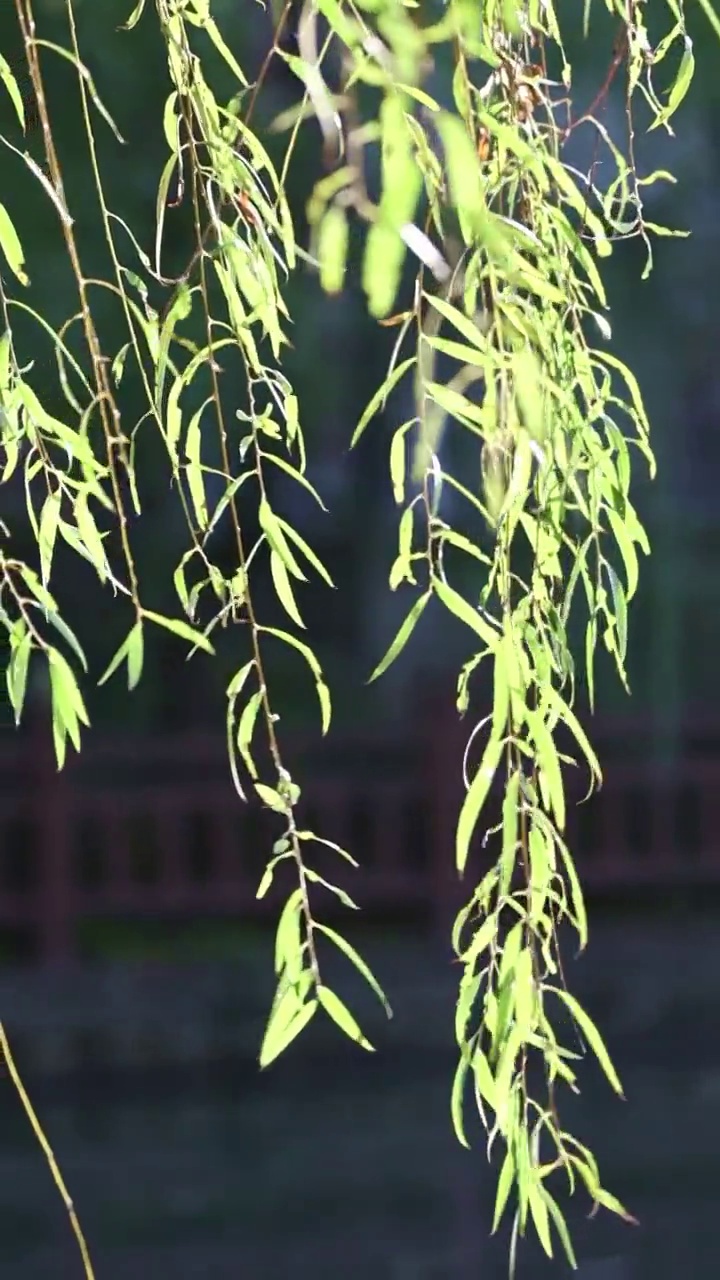 在风中摇曳的河边垂柳特写视频素材