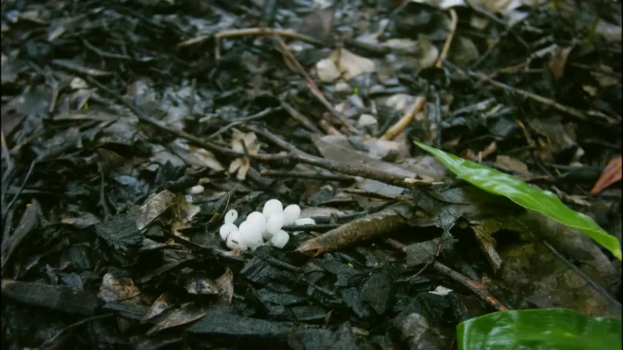 野生菌生长延时视频素材