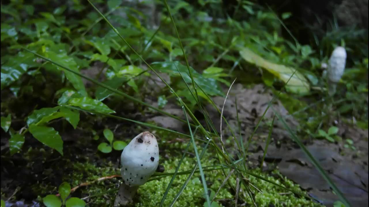 野生菌生长延时视频素材