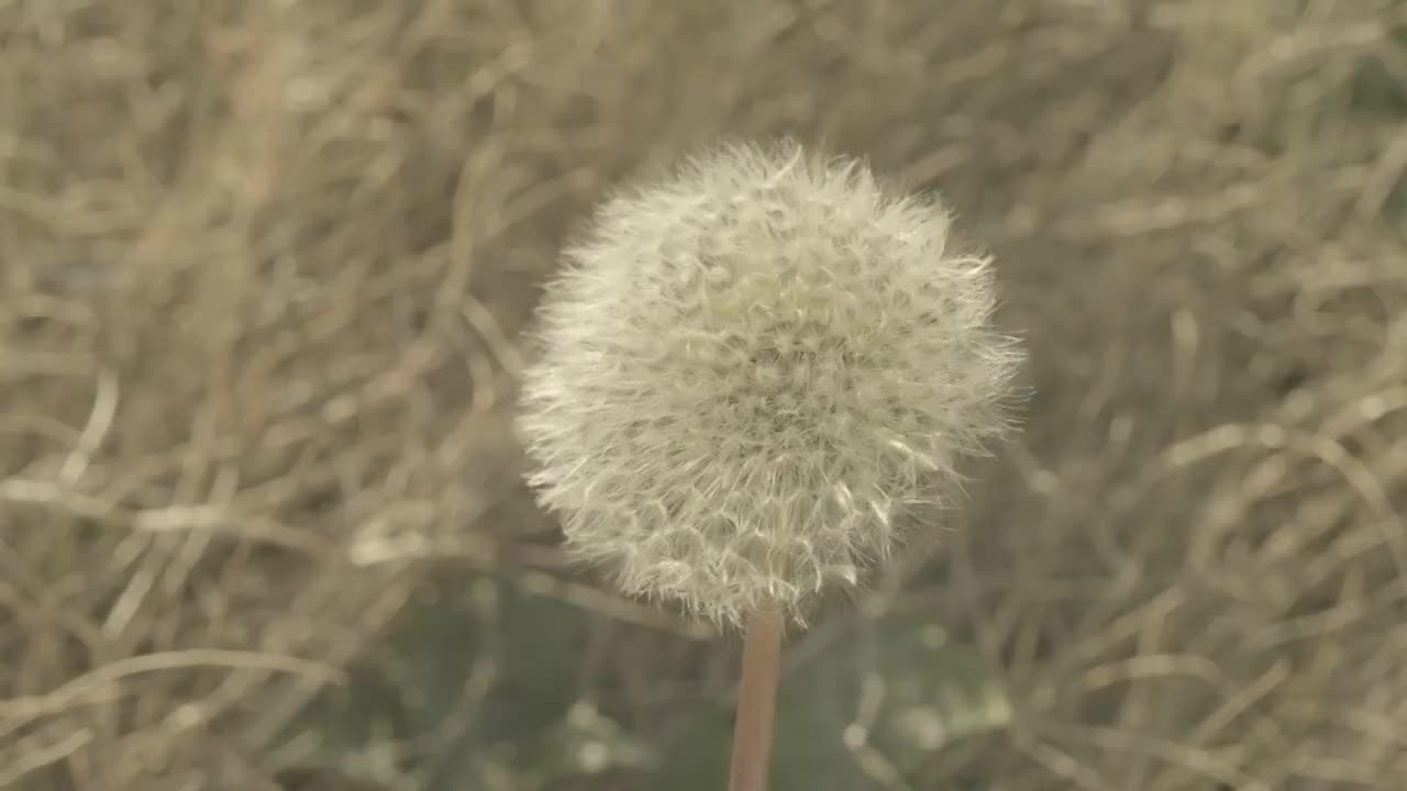 蒲公英花头视频素材