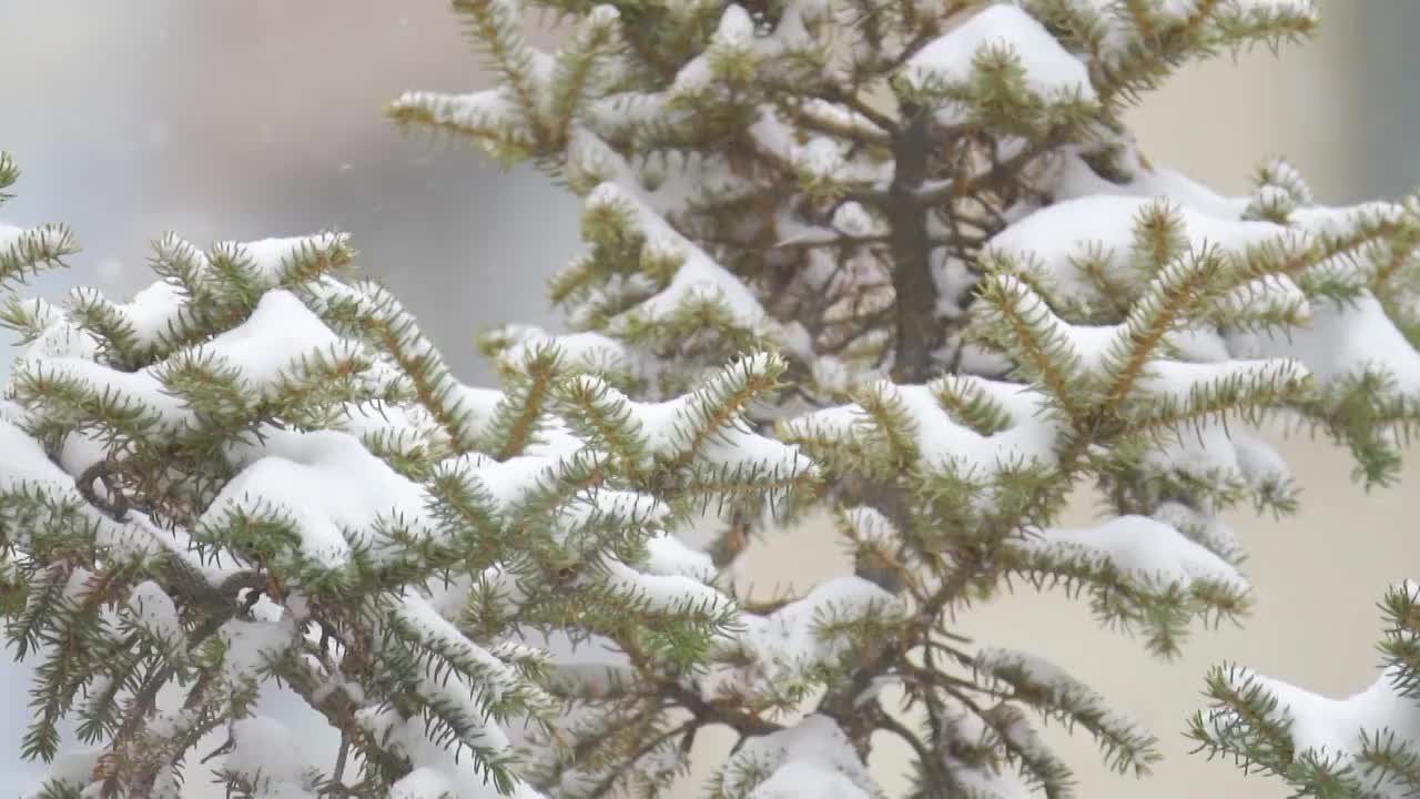 寒冷冬季下雪天的绿色植物和树木视频素材