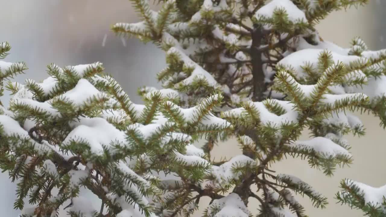 寒冷冬季下雪天的绿色植物和树木视频素材