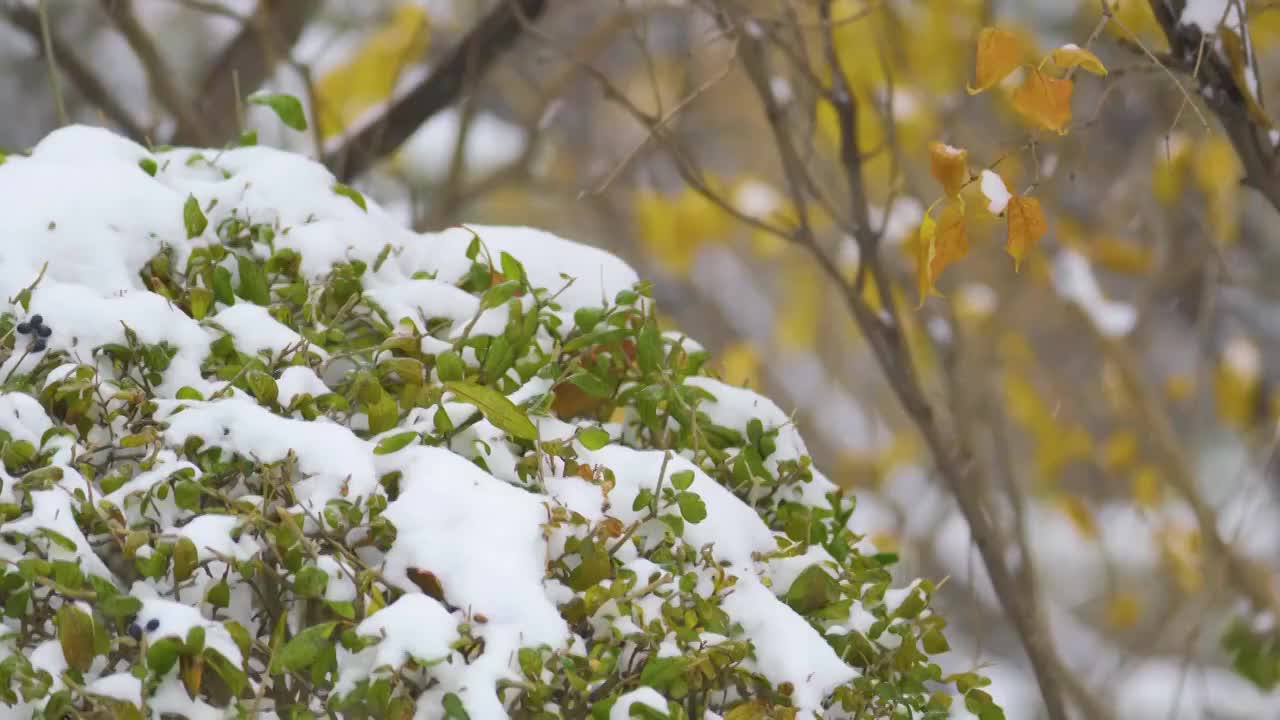 寒冷冬季下雪天的绿色植物和树木视频素材