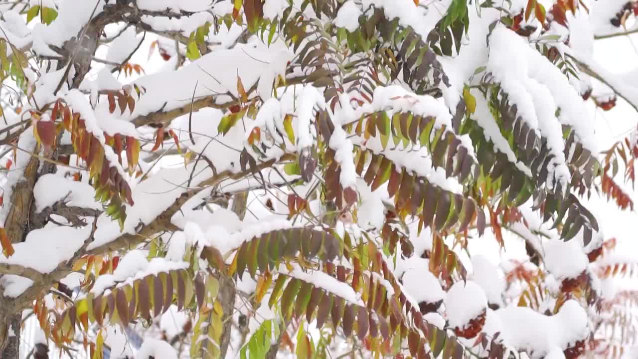 中国东北冬季大雪中的树绿叶植物视频素材